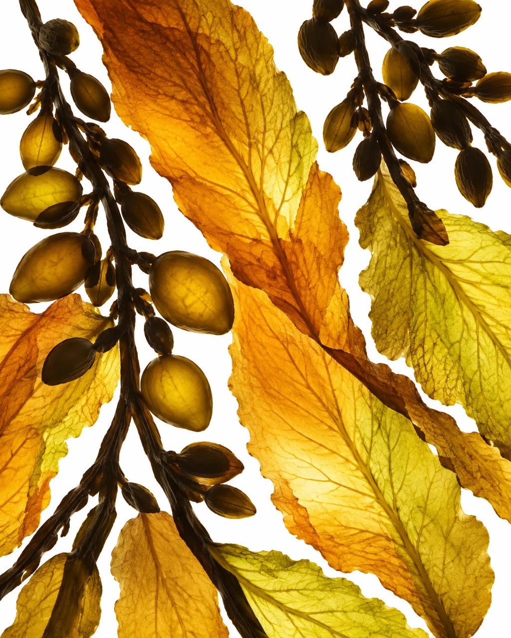Translucent amber and yellow sea kelp leaves and air bladders backlit against a stark white background.